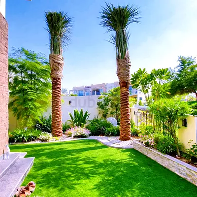 Mature Date Palm Tree for Sale - Ready to Plant (Tall Trunk)