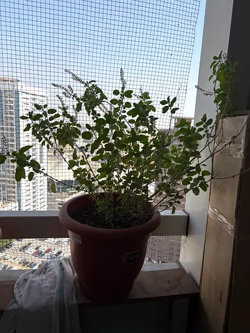 Plants