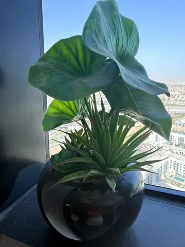 Pair of healthy indoor potted plants in black glass pot - ready to decorate your home