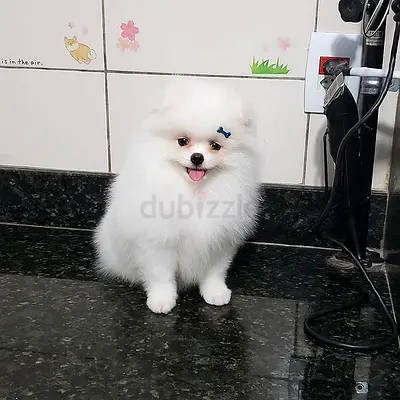 Pomeranian Puppies