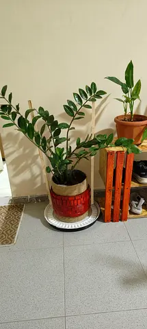 ZZ Plant big size with handmade pot