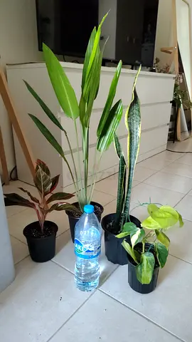 Take all 4 easy to take care  indoor plants 80 dhs only     Collect at Discovery gardens  Street 11