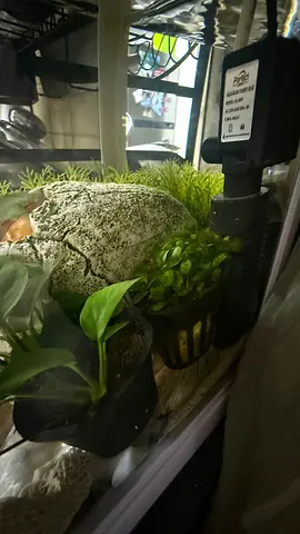 Small planted aquarium with filter, decorations and golden fish