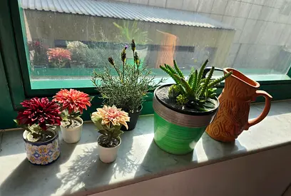 Small indoor plant collection with decorative pots and ceramic pitcher