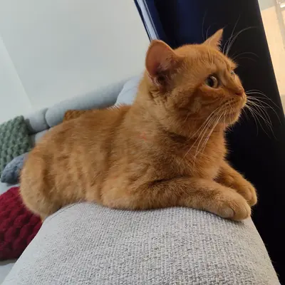 Orange cat, ready to shift to new home free adoption
