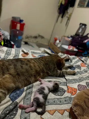 Pet free adoption