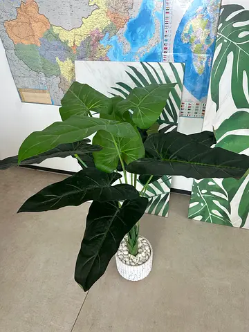 Large Alocasia (Elephant Ear) indoor potted plant - healthy foliage