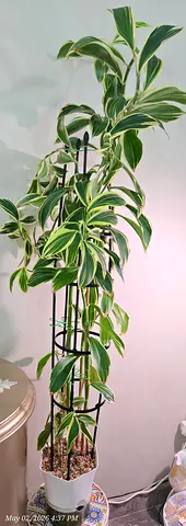 Healthy Variegated Spiral Gingeron metal trellis - ready to brighten a room