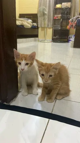 Ginger kittens for free adoption