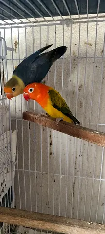 BREEDING Pair WITH CHICKS. African lovebird pair and Chicks -  male and female