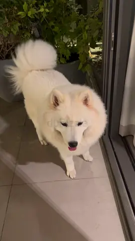 Friendly female  Samoyed 1 year looking for rehoming with all documents