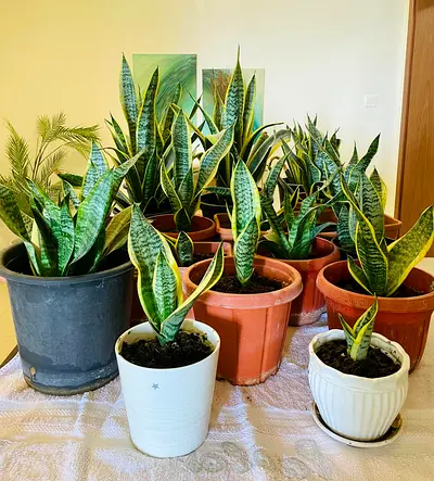 🌿 Collection of Indoor  Outdoor Plants for Sale