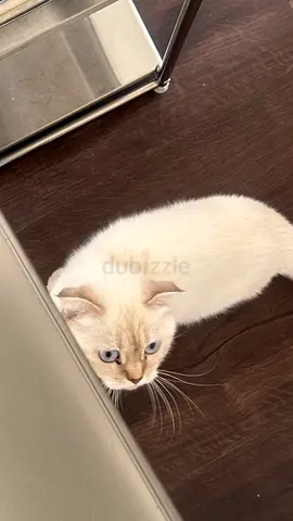 للبدل معه اي طير for trade