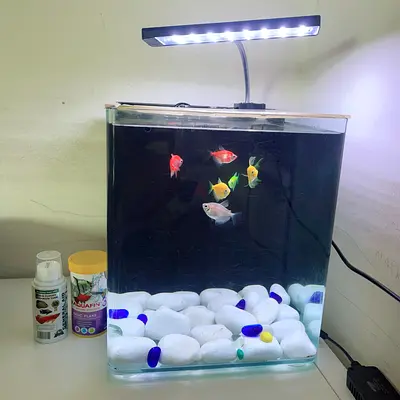 Small LED Desktop Fish Tank with Light and Accessories
