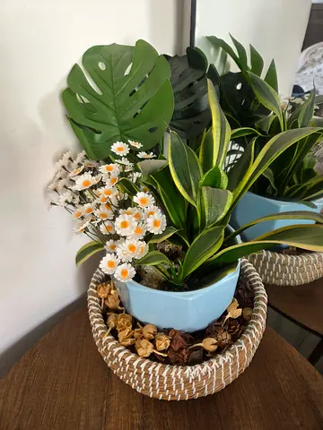 Plants