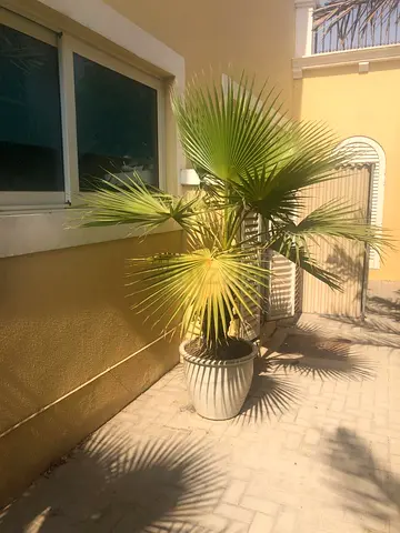 Large Variety Plants available