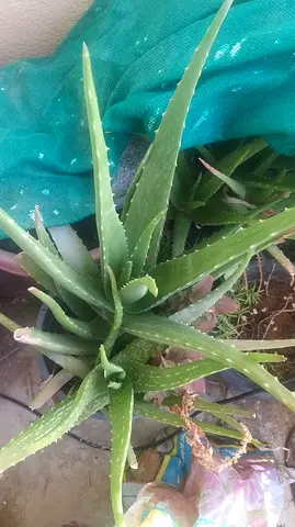 Healthy Aleovera plant in big pot