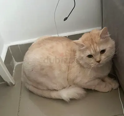 Pets
