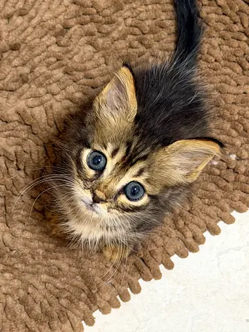 Free adoption- Sanfoor- Male- 2 month old