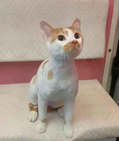 Young white and ginger cat available for adoption