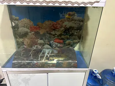 Used Glass Aquarium Tank with Background and Cabinet