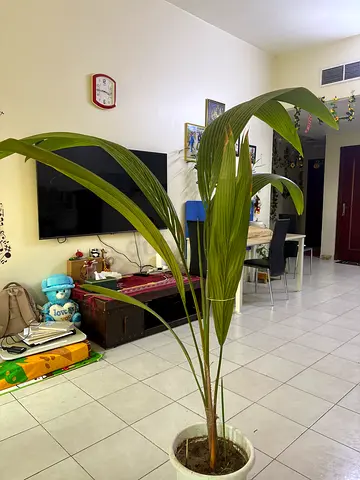 Coconut plant