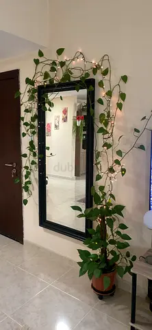 Wall mirror and pothos plant