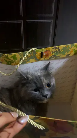Friendly long-haired gray cat - looking for a new home