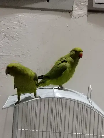 Two female parrots with cage