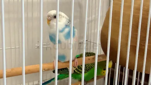 Australian Parrot