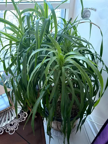 Large healthy indoor houseplant (Ponytail palm / Beaucarnea) in pot