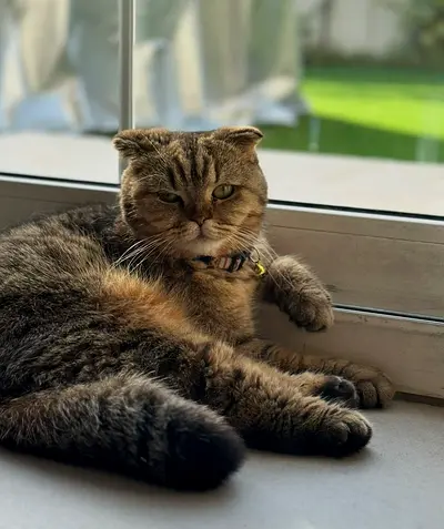 Scotish fold cat free adoption