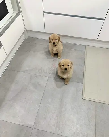 Golden retriever puppies
