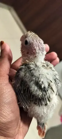 Hand‑reared baby conure- hand feeding not Self eating