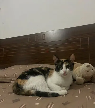 British shorthair mix female—6 months— up for adoption