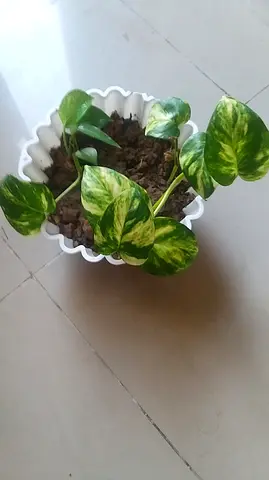 Money plant in beautiful white pot