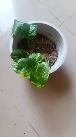 Money plant in beautiful pot