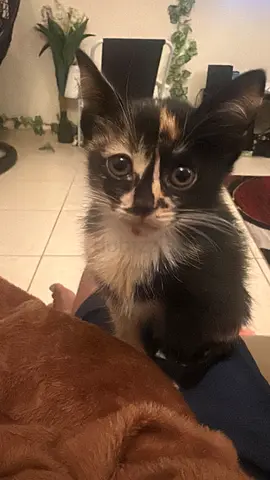 Kittens for free adoption