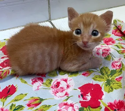 Male Kitten looking for a loving home