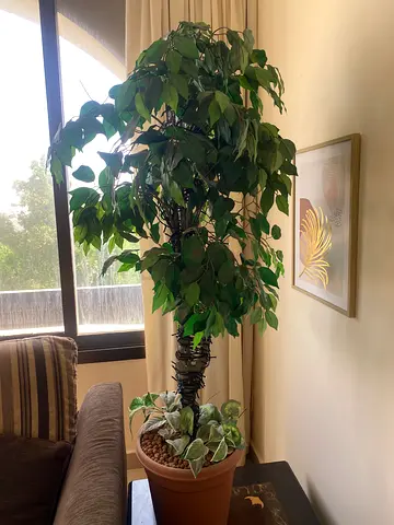 Large Artificial Indoor Pothos (Devils Ivy) and Variegated Potted Plant