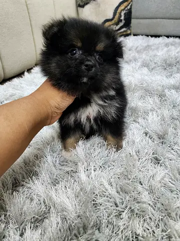Pomeranian puppies