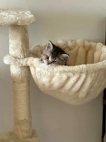 Small Scottish Straight shorthair kitten for adoption