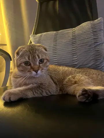Friendly Scottish Fold Cat - Ready for Rehoming