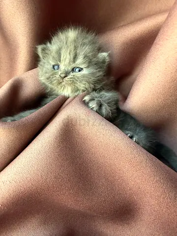 Persian  male kitten