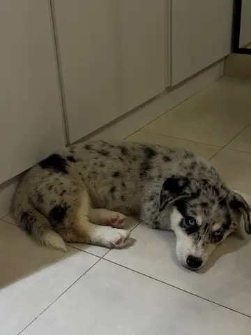 Horgi puppy, Male, 3 moths old