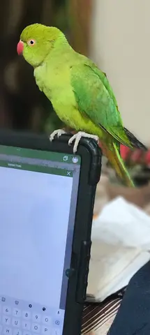 Ring neck parrot