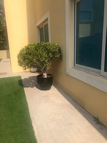 Large Variety Plants available