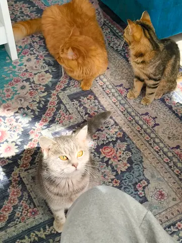 Kittens and cats