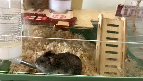 Small pet hamster with cage and accessories