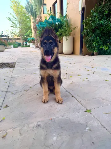 Exceptional Purebred German Shepherd Puppy Looking For Forever Home